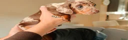 Miniature Dachshund dogs for sale: Miniature dachshund  in Thirsk - Advert 14