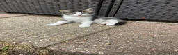 Mixed Breed cats for sale: Cute little kittens. in Staines - Advert 2