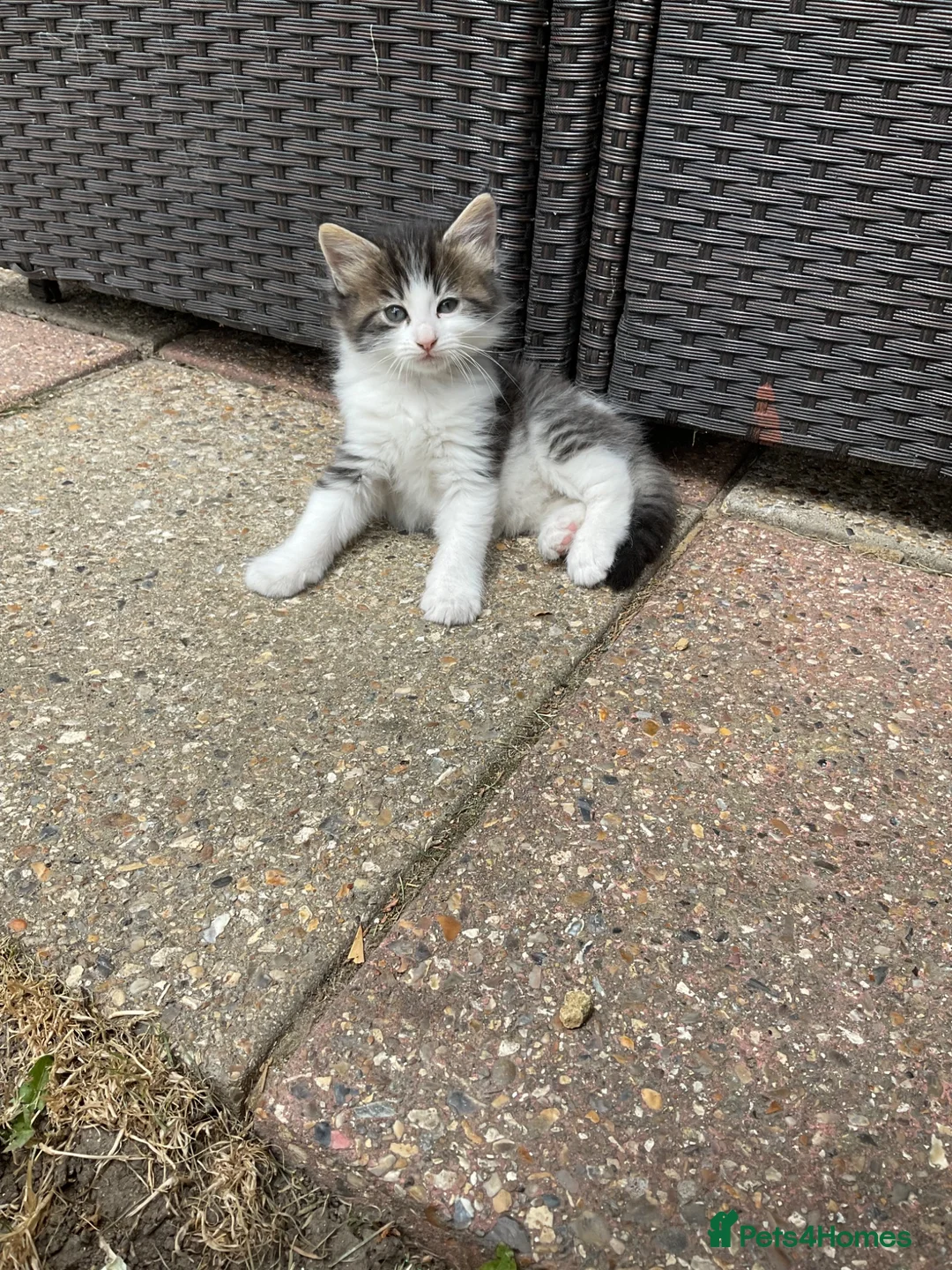 Mixed Breed cats for sale: Cute little kittens. in Staines - Advert 2