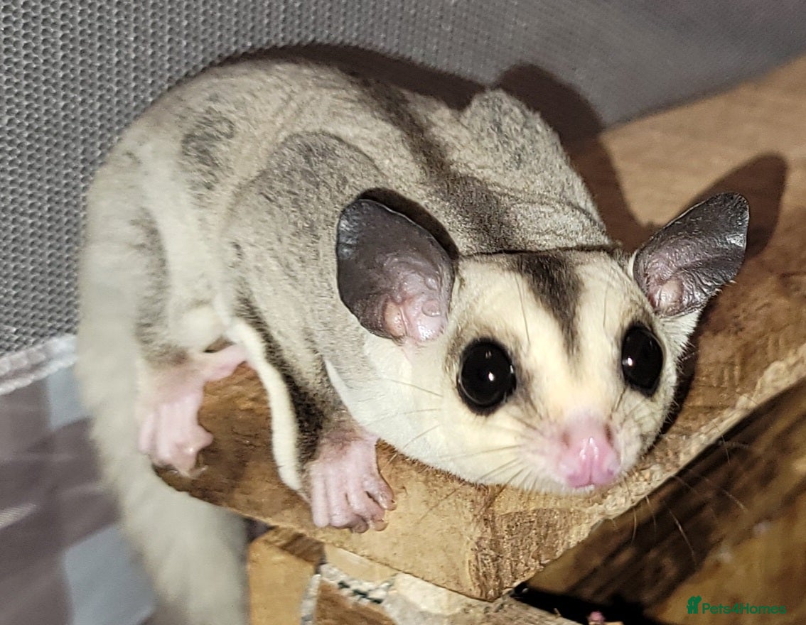 Sugar Glider rodents Lonely male sugar glider joey looking for a friend - Advert 9