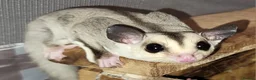 Sugar Glider rodents for sale: Lonely male sugar glider joey looking for a friend - Advert 1