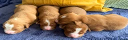 Nova Scotia Duck Tolling Retriever dogs for sale: Beautiful Toller puppies from champion bloodlines - Advert 7