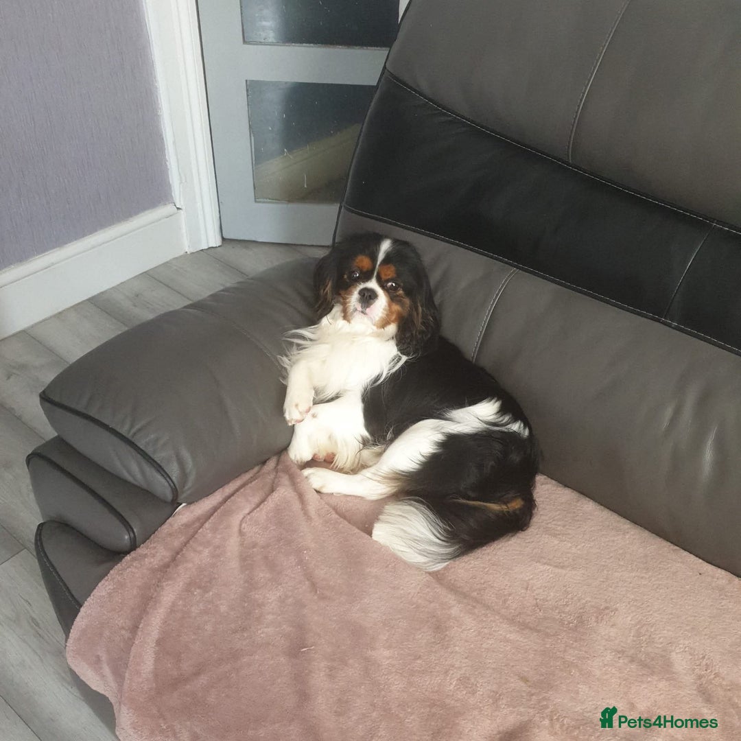 Cavalier King Charles Spaniel dogs for sale: Cavalier king charles puppys READY NOW pedigree KC - Advert 17
