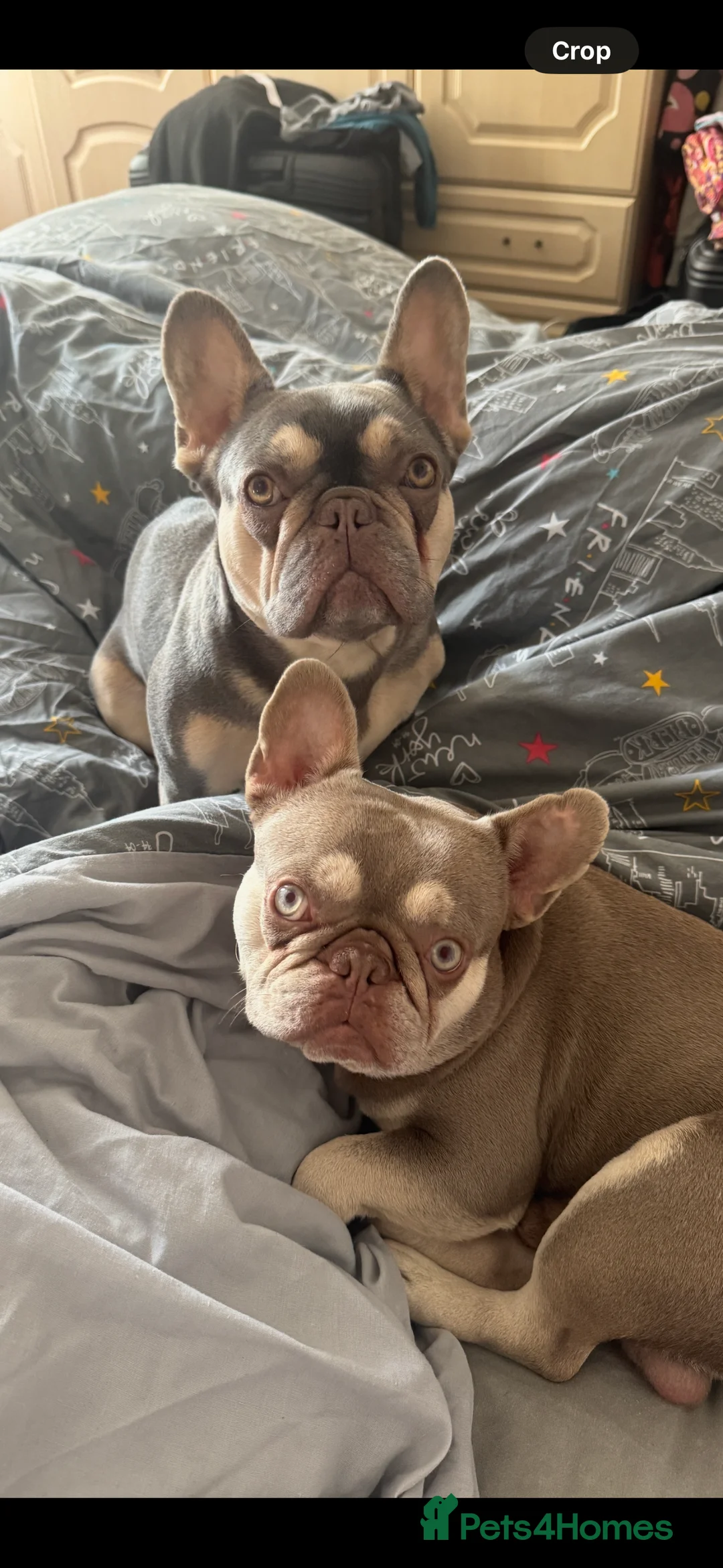 French Bulldog dogs for sale: Loving New Home Needed for Gorgeous Frenchie Girl  - Advert 5