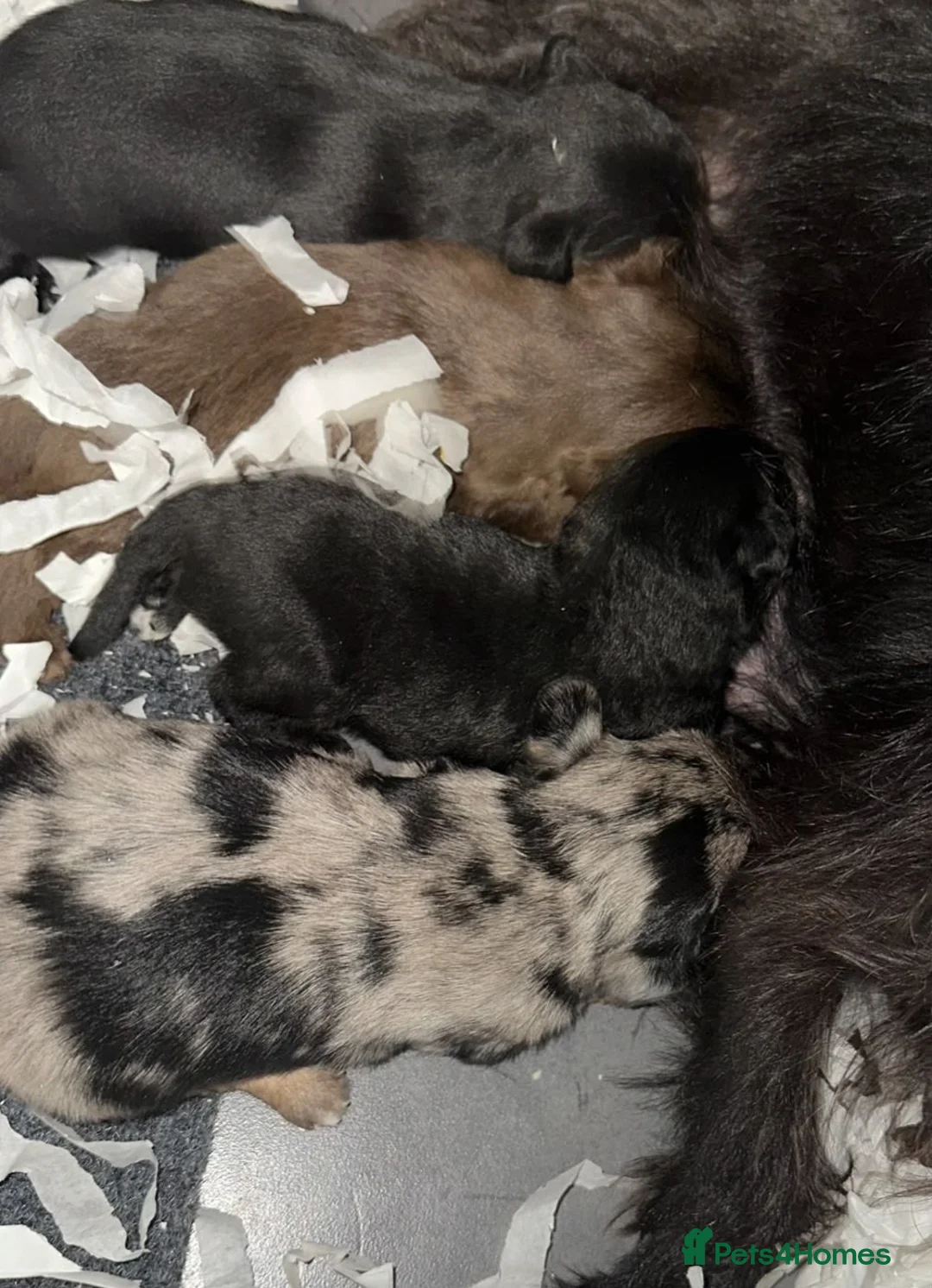 Mixed Breed dogs for sale: Patterpoo babies  - Advert 2