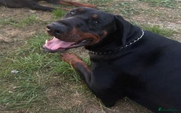 Dobermann dogs for stud: beautiful, healthy& professional Doberman KC&FCI - Image 3