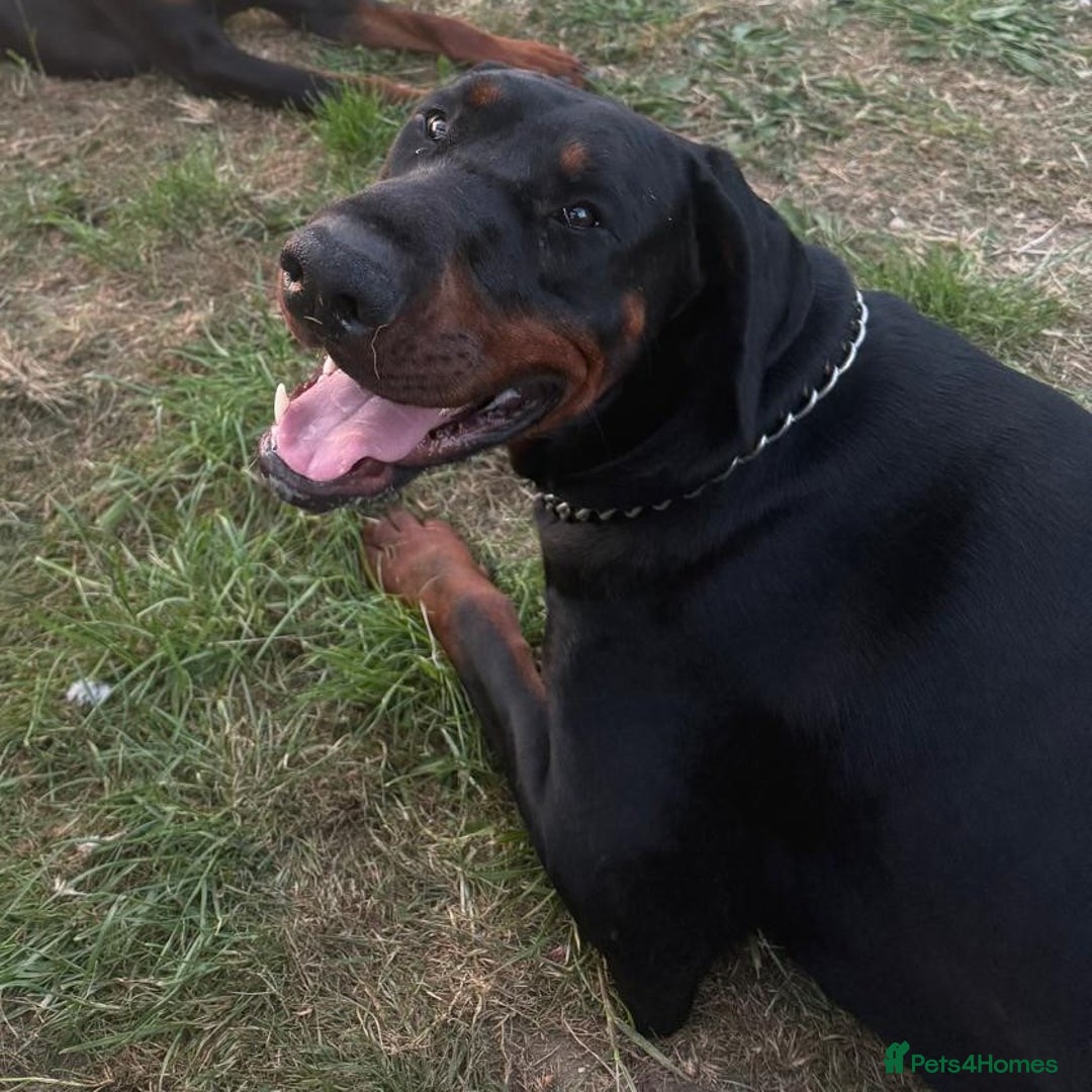 Dobermann dogs for stud: beautiful, healthy& professional Doberman KC&FCI - Image 3