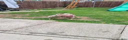 American Bully dogs for sale: American  pocket bully female  - Advert 2