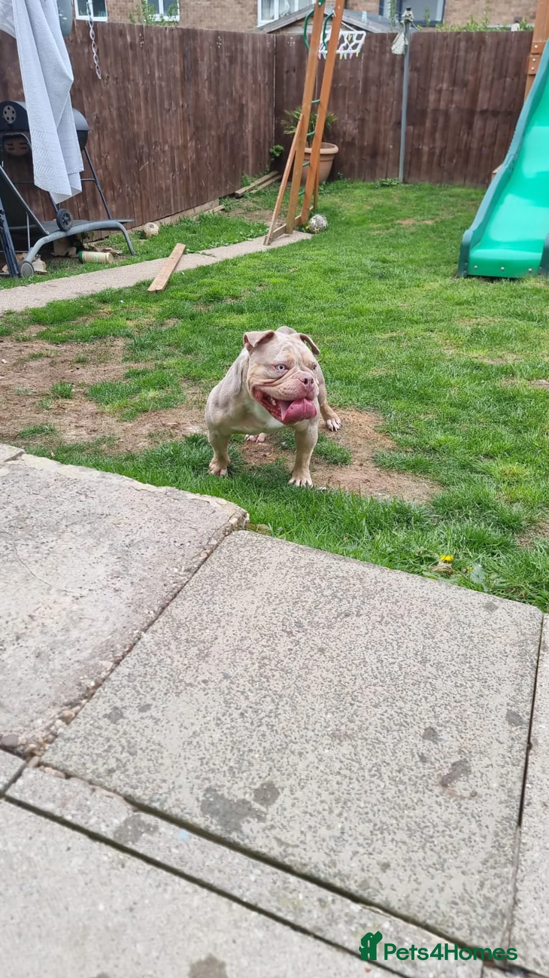 American Bully dogs for sale: American  pocket bully female  - Advert 2