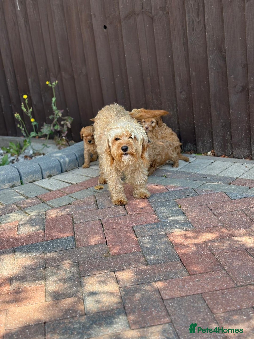 Cavapoo dogs for sale: F1B cavapoo puppies - Image 9