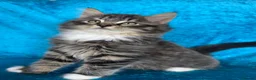 Norwegian Forest Cat cats for sale: Norwegian Forest boys - Advert 7