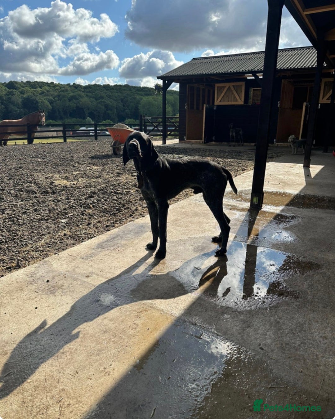 German Shorthaired Pointer dogs for sale: KC Reg Champ blood Lines GSP Pointer Pups - Leeds - Advert 4