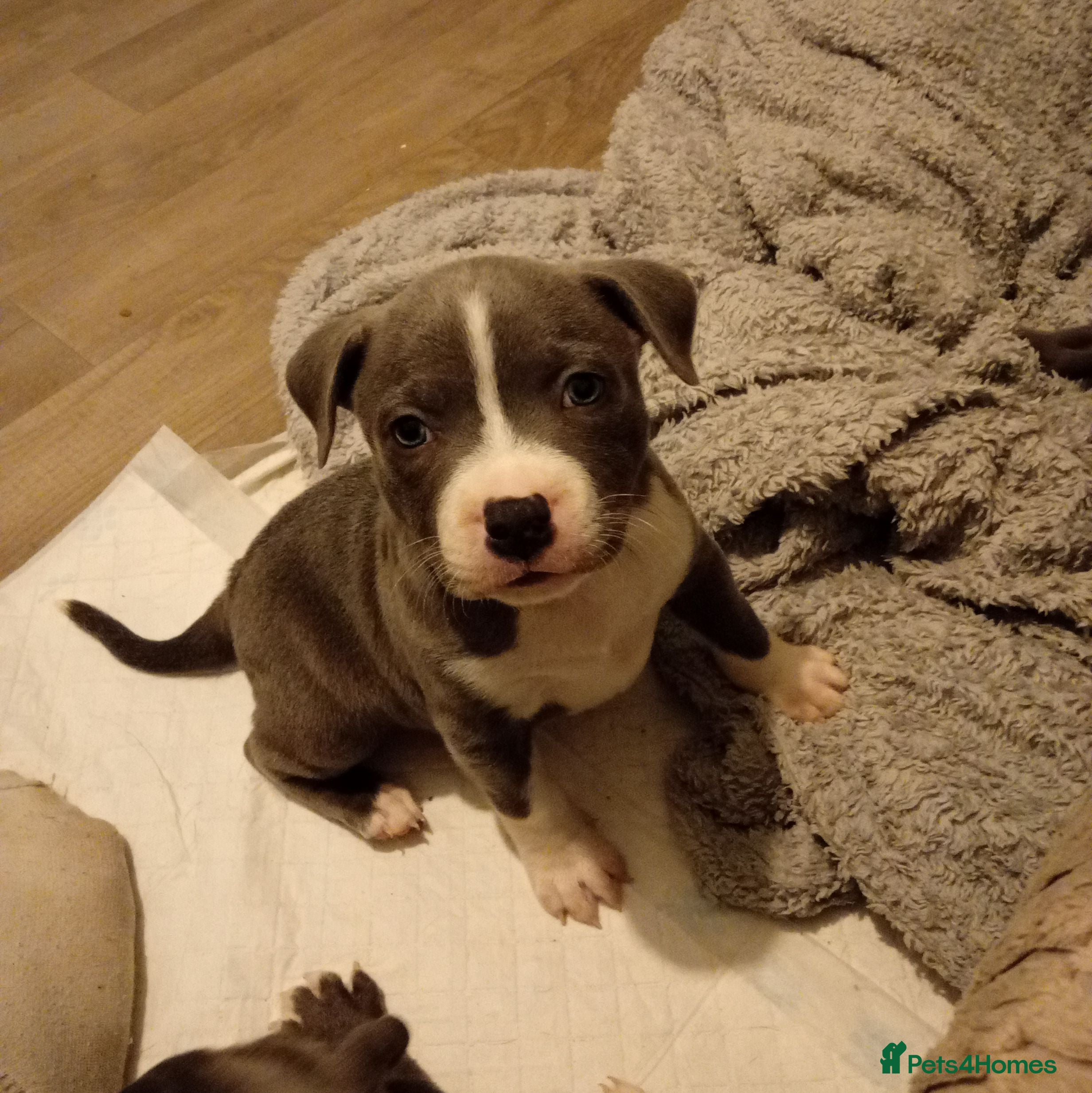 Staffordshire Bull Terrier dogs Beautiful blue Staffordshire bull terrier puppies  - Advert 1
