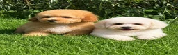 Cavapoochon dogs for sale: 🐾 Stunning Cavapoochon Boy 🐾 - Advert 5