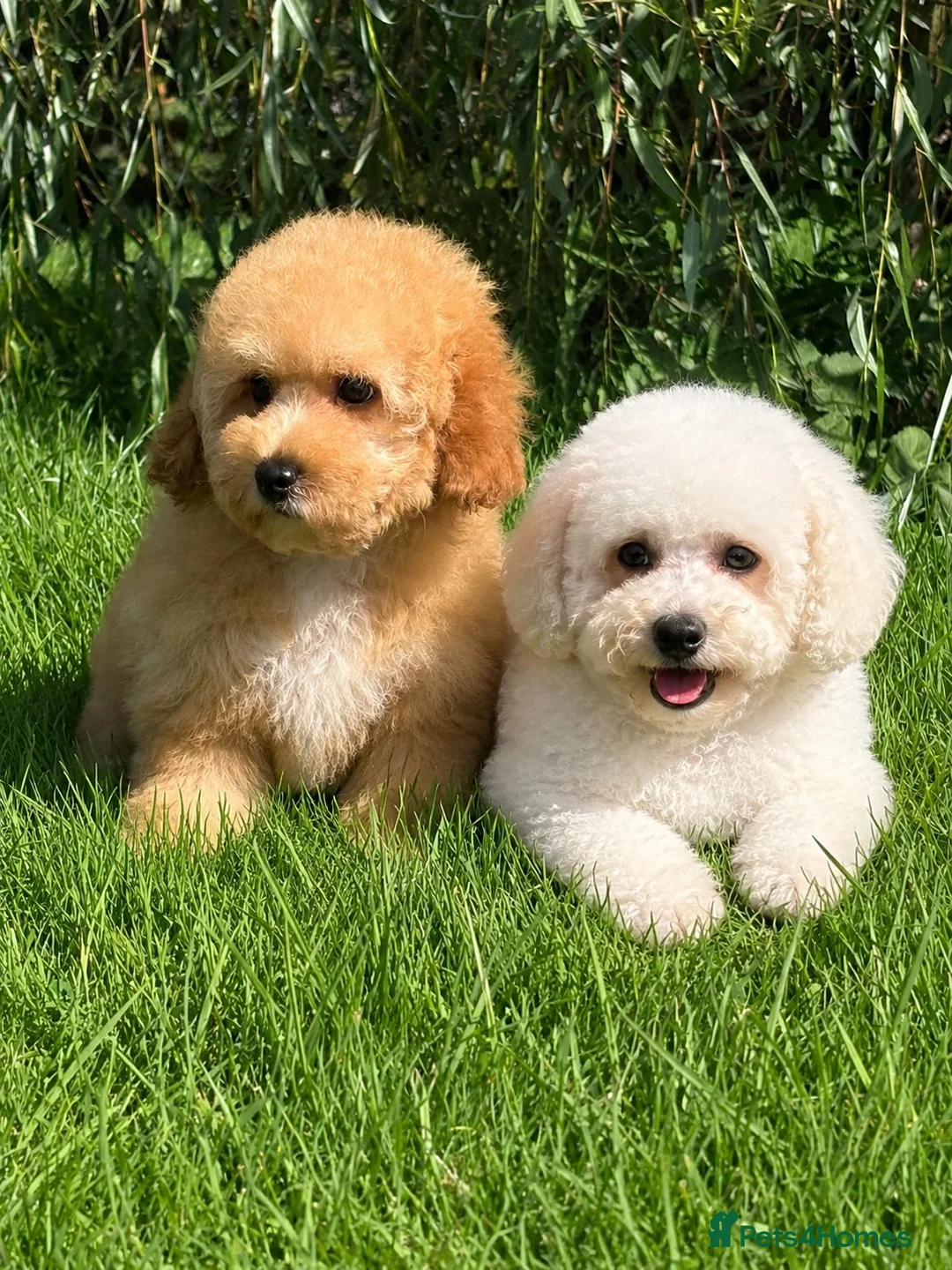 Cavapoochon dogs for sale: 🐾 Stunning Cavapoochon Boy 🐾 - Advert 5