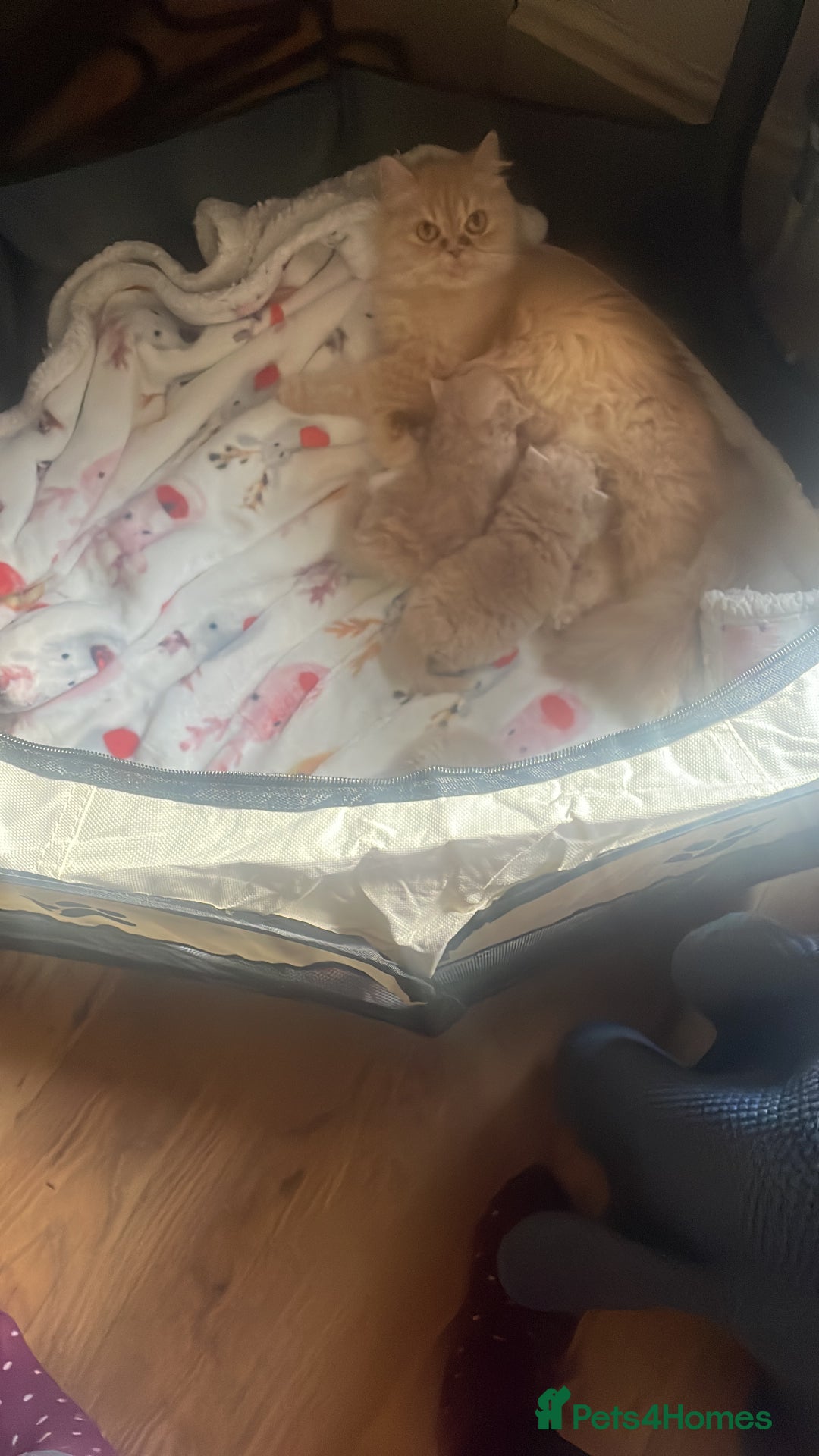 Persian cats for sale: Doll face kittens  - Image 4