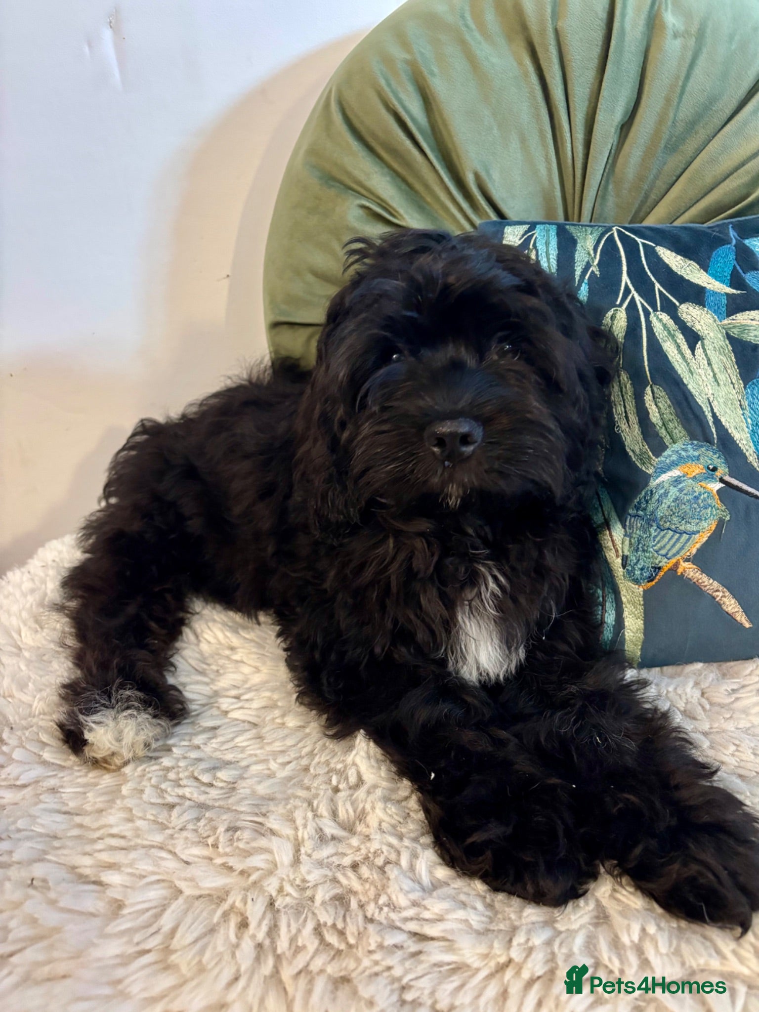 Cavapoo dogs FULLY VACCINATED, 5 STAR, 2 boys available F1b - Advert 6