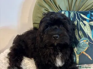 Cavapoo dogs FULLY VACCINATED, 5 STAR, 2 boys available F1b - Advert 6