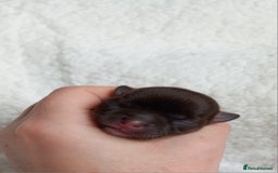 Chihuahua dogs for sale: ❤️‍🔥Dna tested parents❤️‍🔥Long-coat 2boys 2girls - Image 5