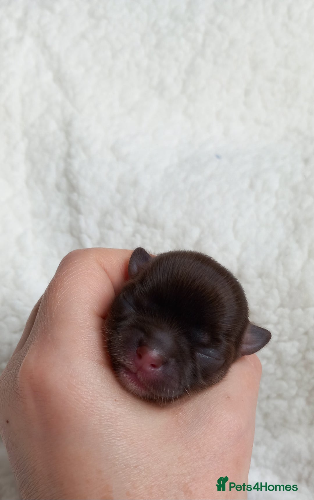 Chihuahua dogs for sale: ❤️‍🔥Dna tested parents❤️‍🔥Long-coat 2boys 2girls - Image 5