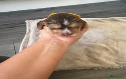 Cocker Spaniel dogs for sale: Stunning KC show cocker spaniels  - Image 18