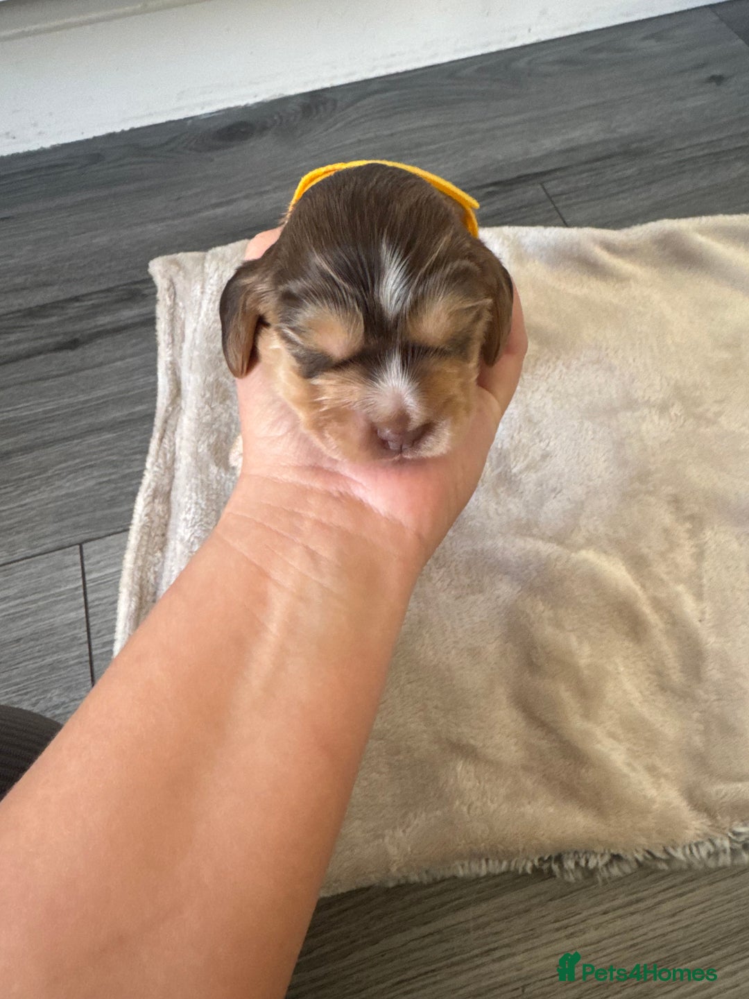 Cocker Spaniel dogs for sale: Stunning KC show cocker spaniels  - Image 18