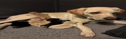 Labrador Retriever dogs for sale: Both parents Fully health checked - KC Registered - Advert 6