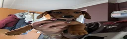 Miniature Dachshund dogs for sale: Female miniature dashaund  - Advert 3