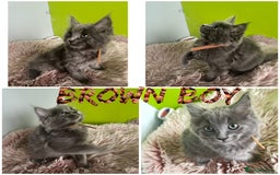 Maine Coon cats for sale: 5 Generation pedigree BLACK SMOKE kittens  - Image 9