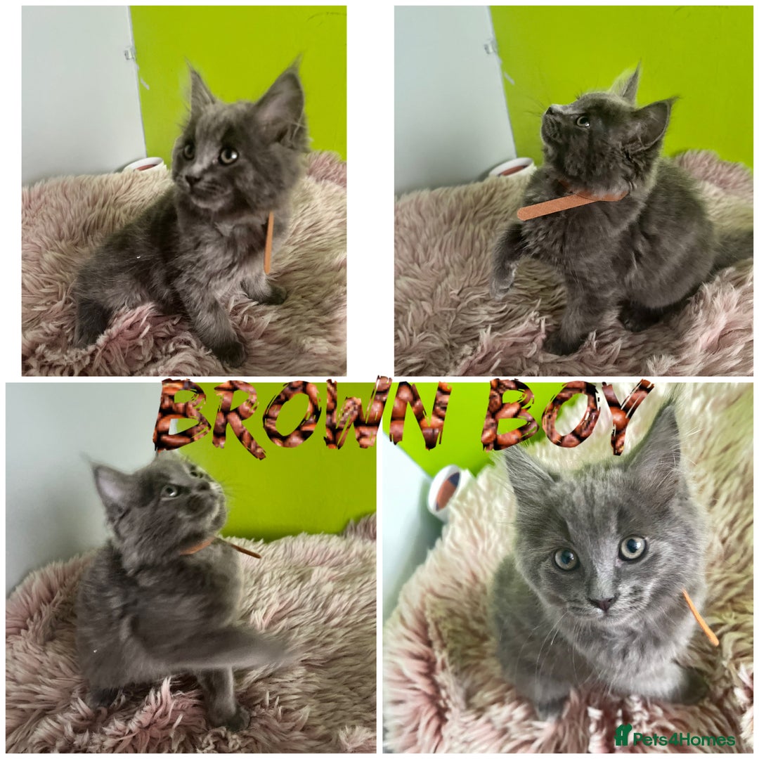 Maine Coon cats for sale: 5 Generation pedigree BLACK SMOKE kittens  - Image 9