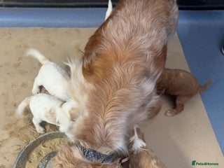 Cockapoo dogs Beautiful F1 Cockapoos ready to leave from 6th Dec - Advert 1