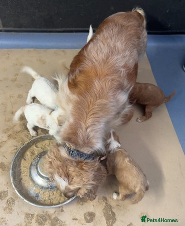 Cockapoo dogs Beautiful F1 Cockapoos ready to leave from 6th Dec - Advert 1