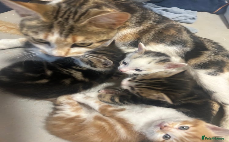 Mixed Breed cats - Advert 14