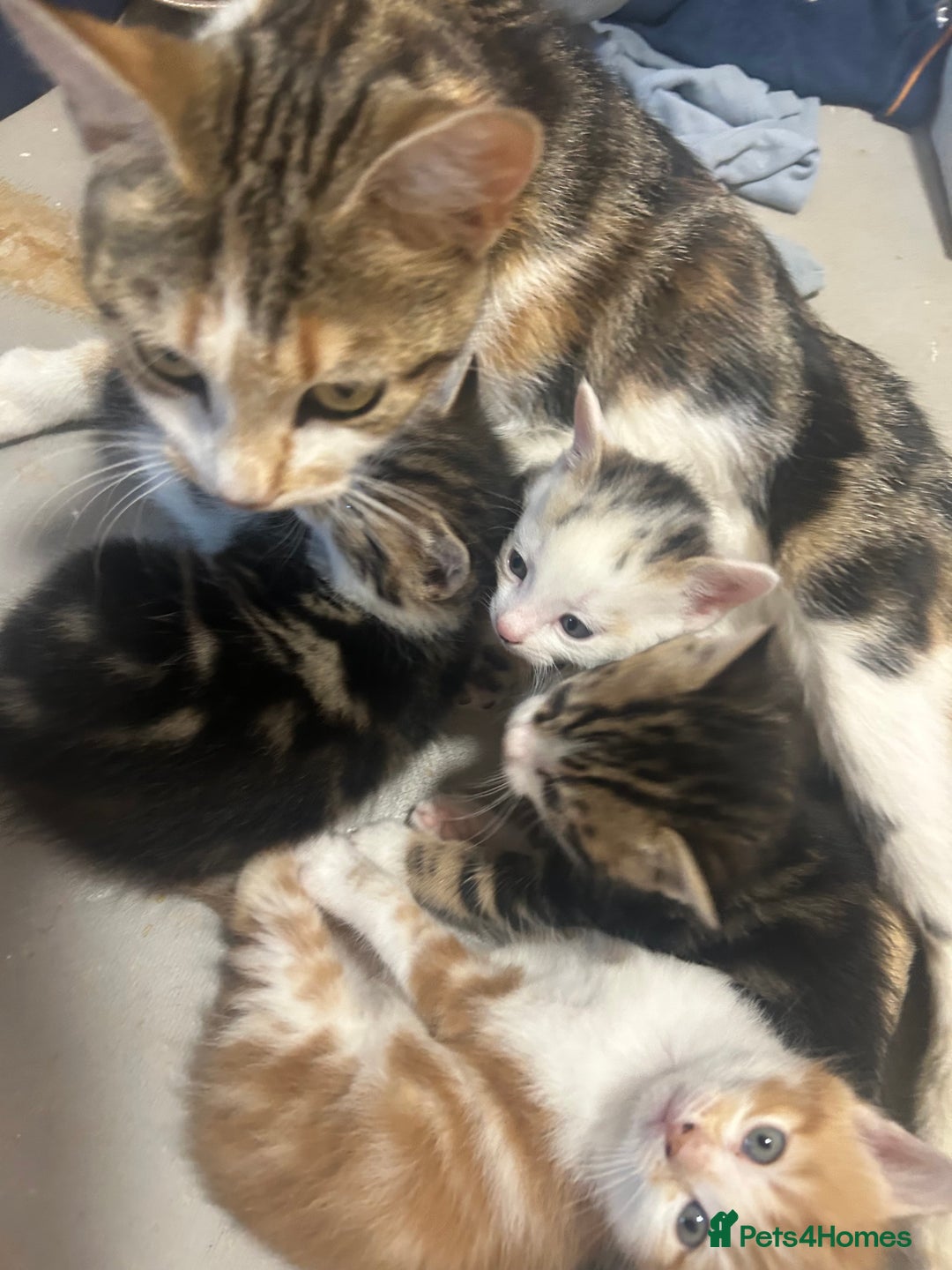 Mixed Breed cats for sale: Beautiful kittens REady this week - Image 1