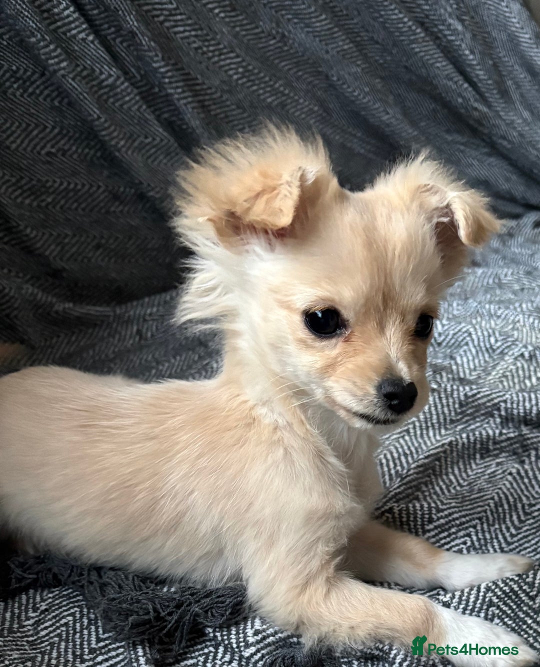 Chihuahua dogs for sale: Two beautiful fluffy chi girls  - Advert 1