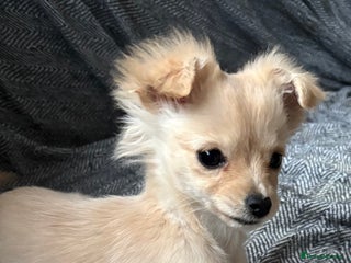 Chihuahua dogs Two beautiful fluffy chi girls - Advert 5