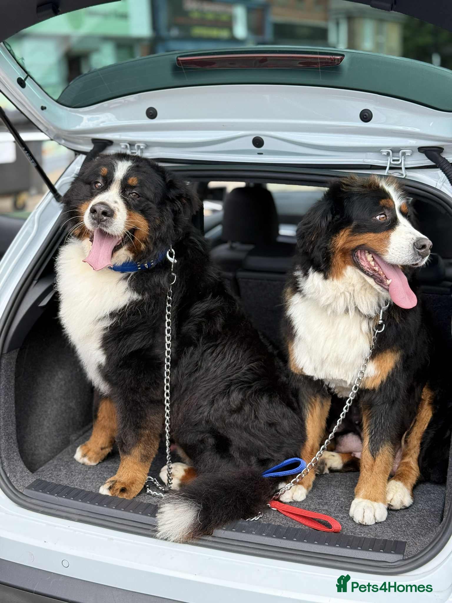 Bernese Mountain Dog dogs Bernese mountain puppies  - Advert 1