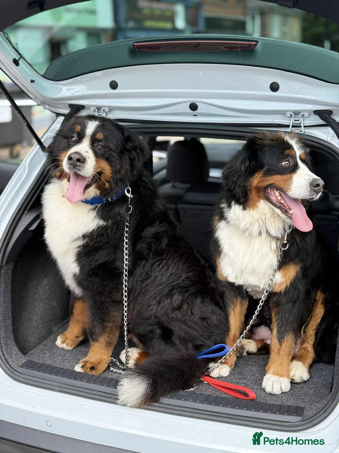 Bernese Mountain Dog dogs for sale: Bernese mountain puppies  - Advert 2