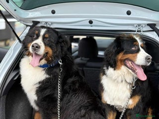 Bernese Mountain Dog dogs Bernese mountain puppies - Advert 1