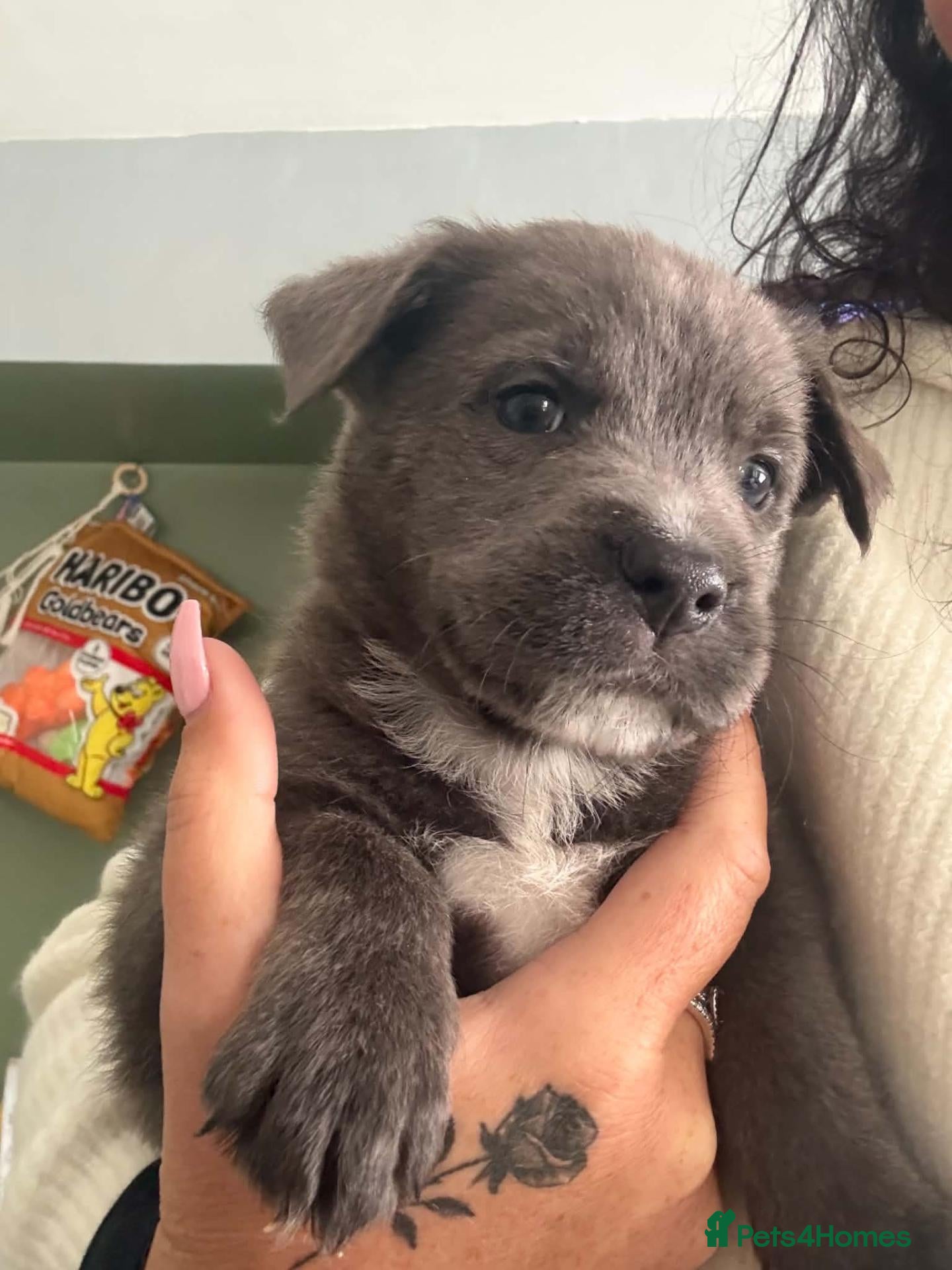 Mixed Breed dogs for sale: Staffy cross blue blooded bulldog puppies - Advert 7