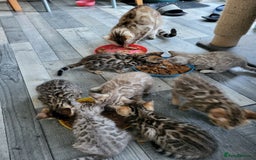 Bengal cats for sale: 7 Beautiful kittens are looking for a forever home - Image 12