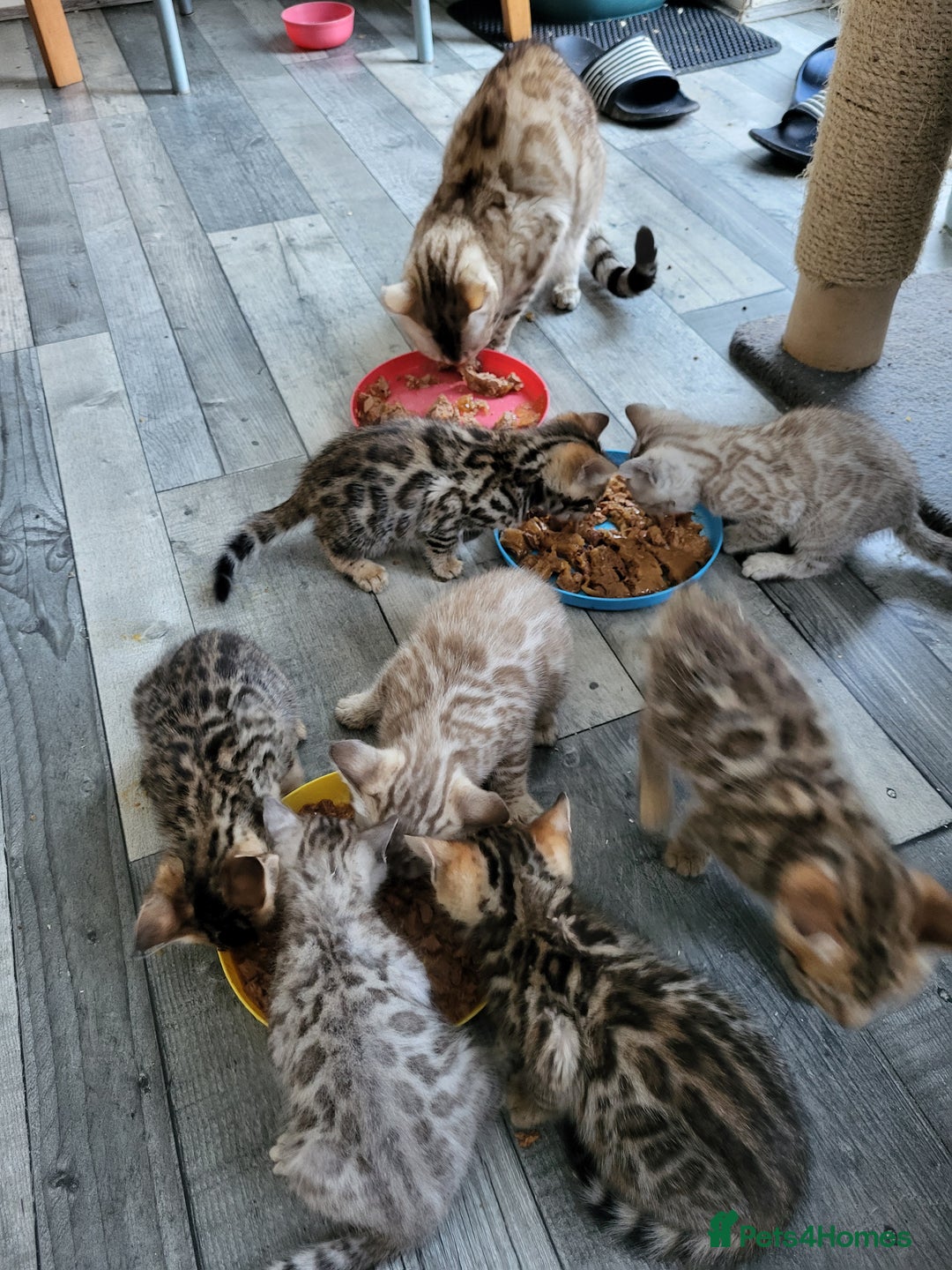 Bengal cats for sale: 7 Beautiful kittens are looking for a forever home - Image 12