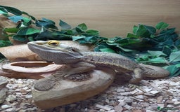Bearded Dragon reptiles for sale: Bearded Dragon with 4ft vivarium - Image 1