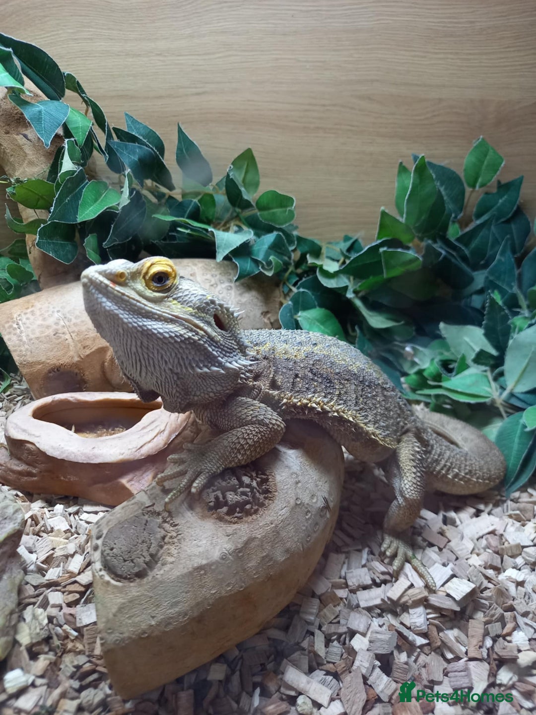 Bearded Dragon reptiles for sale: Bearded Dragon with 4ft vivarium - Image 1