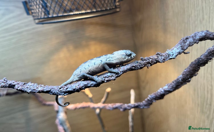 Chameleon reptiles - Advert 12