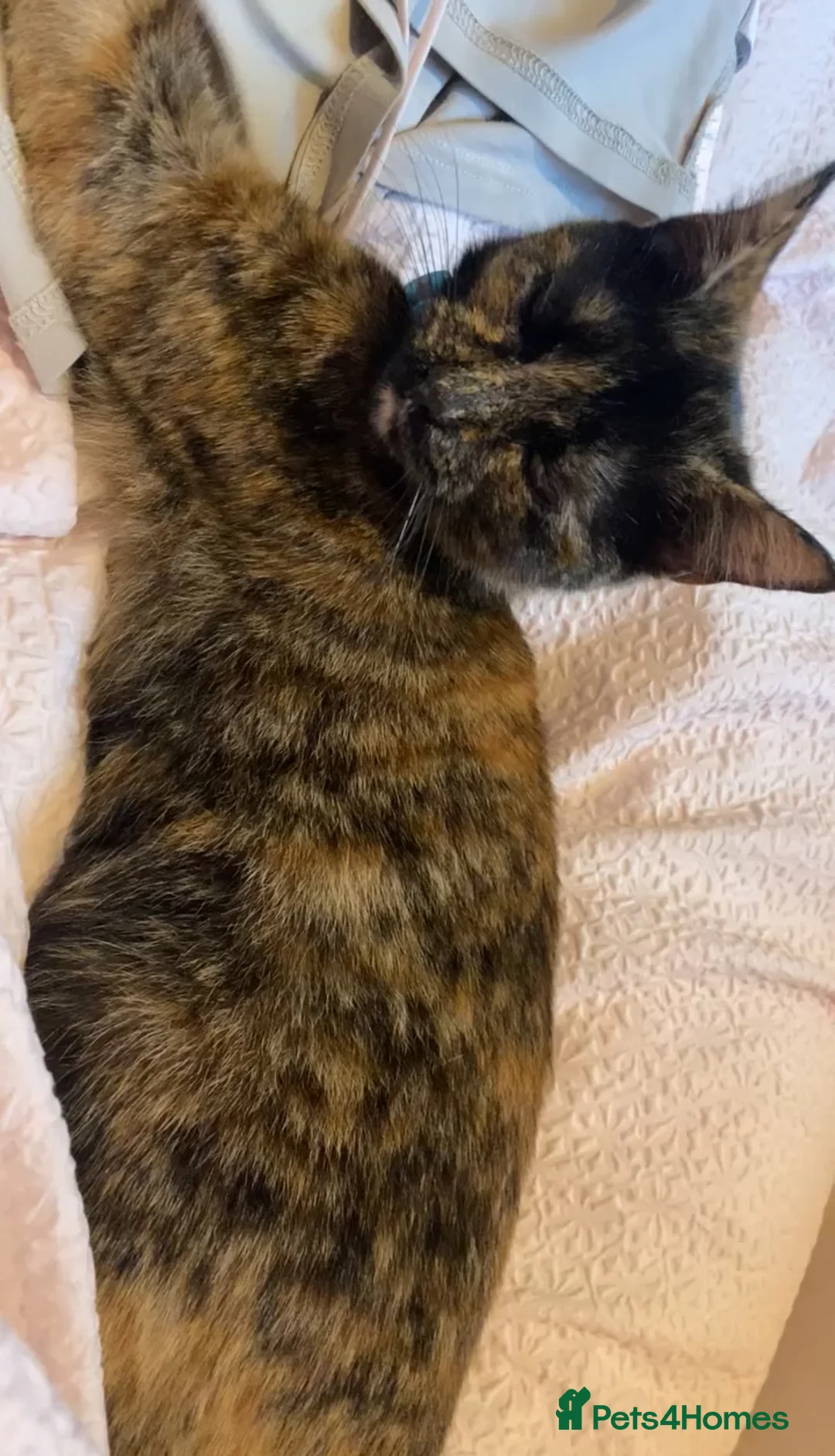 Mixed Breed cats for sale: LAST kitten waiting for their forever home!! - Advert 1