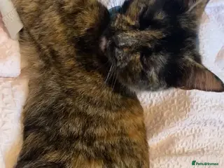 Mixed Breed cats LAST kitten waiting for their forever home!! - Advert 1