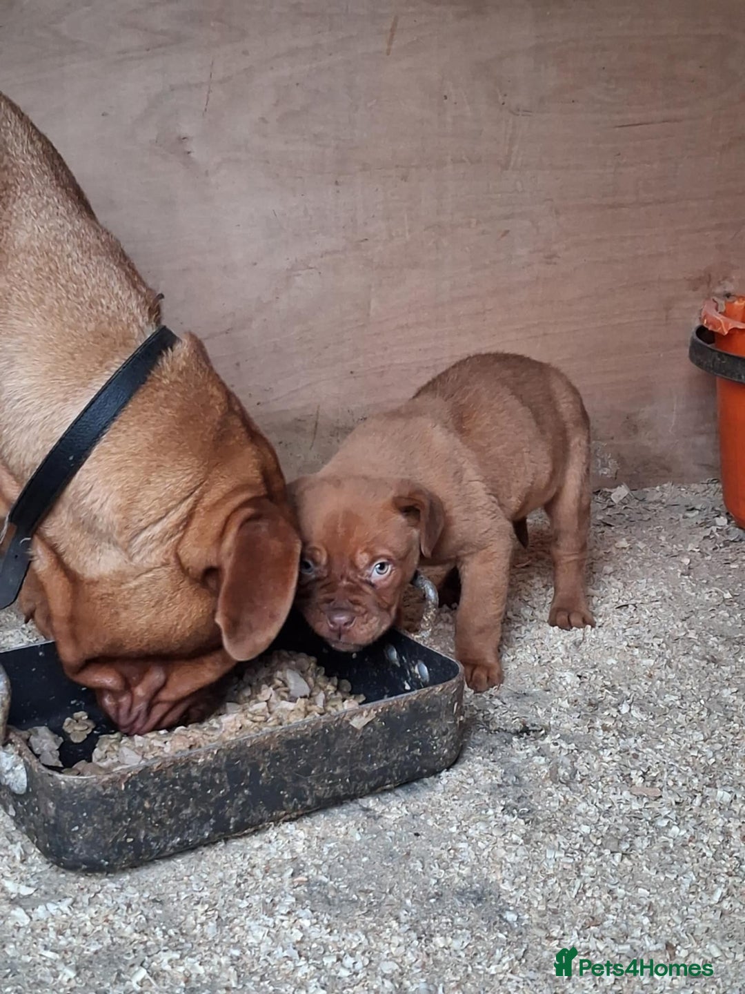 Dogue De Bordeaux dogs for sale: Dogue de bordeaux puppy - Advert 6