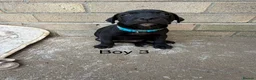 Staffordshire Bull Terrier dogs for sale: 9 Staff puppies - Advert 14