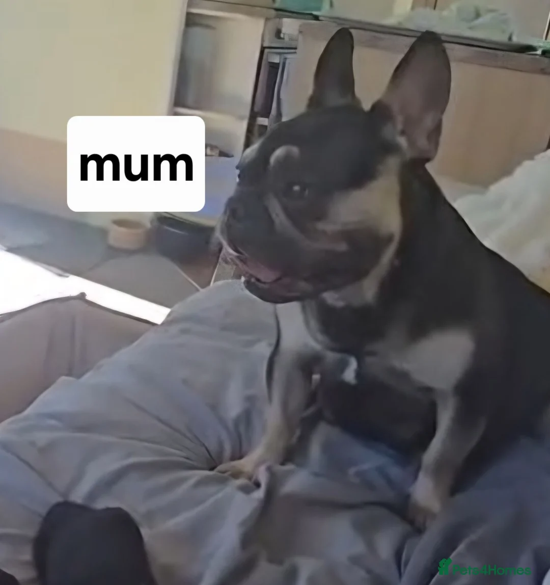 French Bulldog dogs for sale: French bulldog  - Advert 2